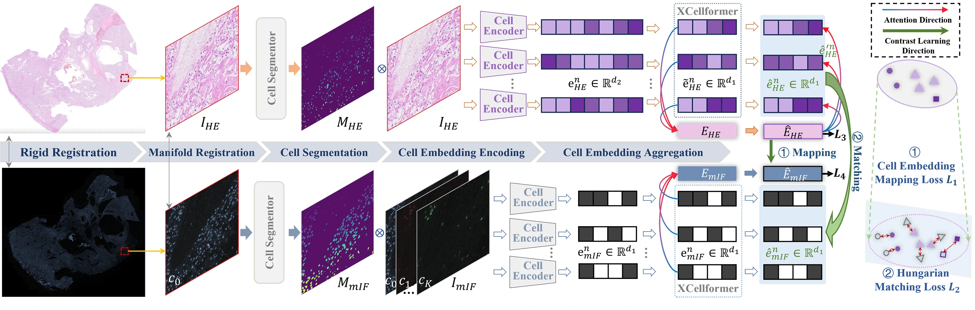 XCellAligner 框架图