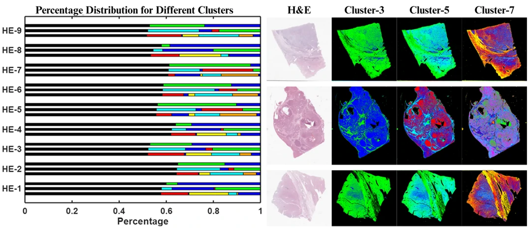 细胞分布示意图